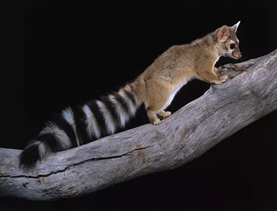 Ring-Tailed Cat